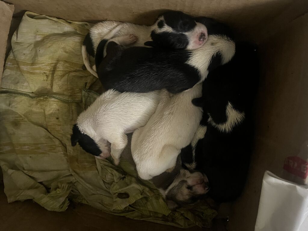 Meera and her puppies